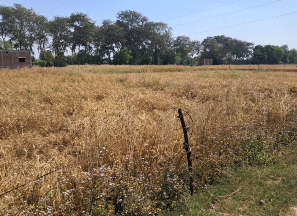 Morinda - Chunni Rd, Bhateri, Punjab, India