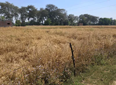 Morinda - Chunni Rd, Bhateri, Punjab, India preview 2