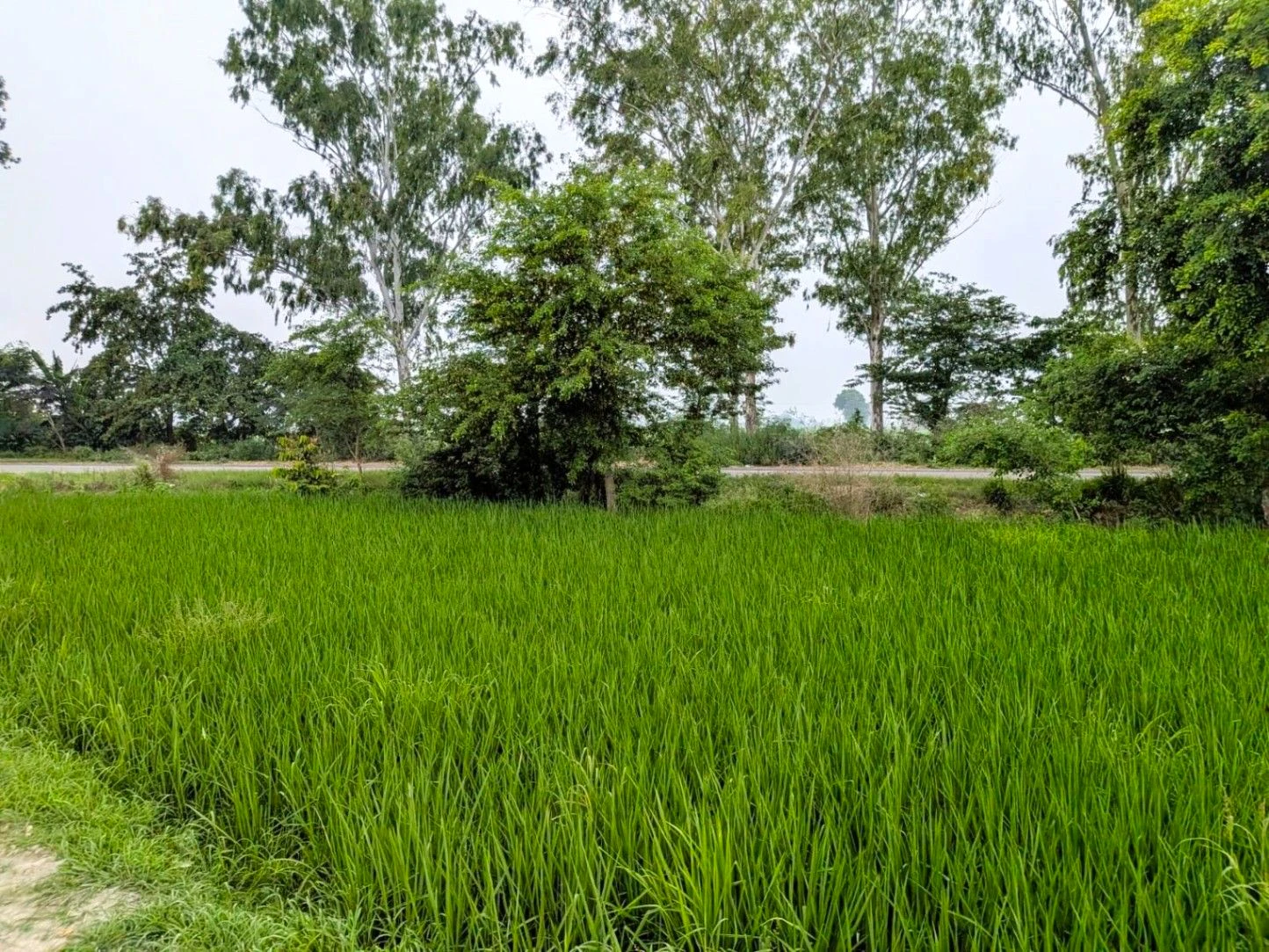 HMGR+WGX, Karnal, Thari, Haryana, India