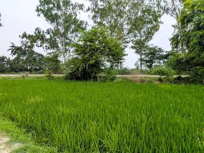 HMGR+WGX, Karnal, Thari, Haryana, India preview 3