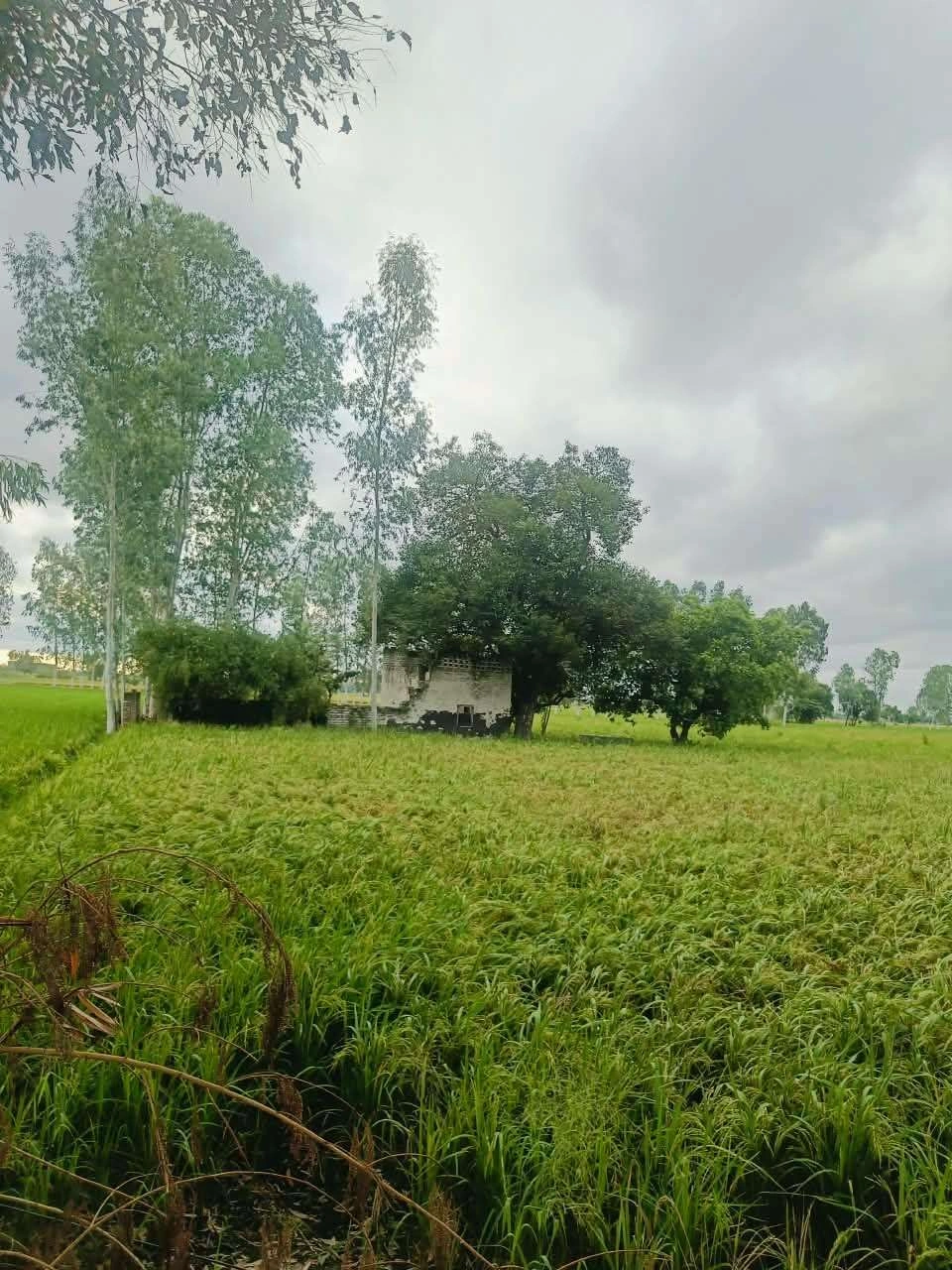 Malhu, Mathura, Uttar Pradesh 281123, India