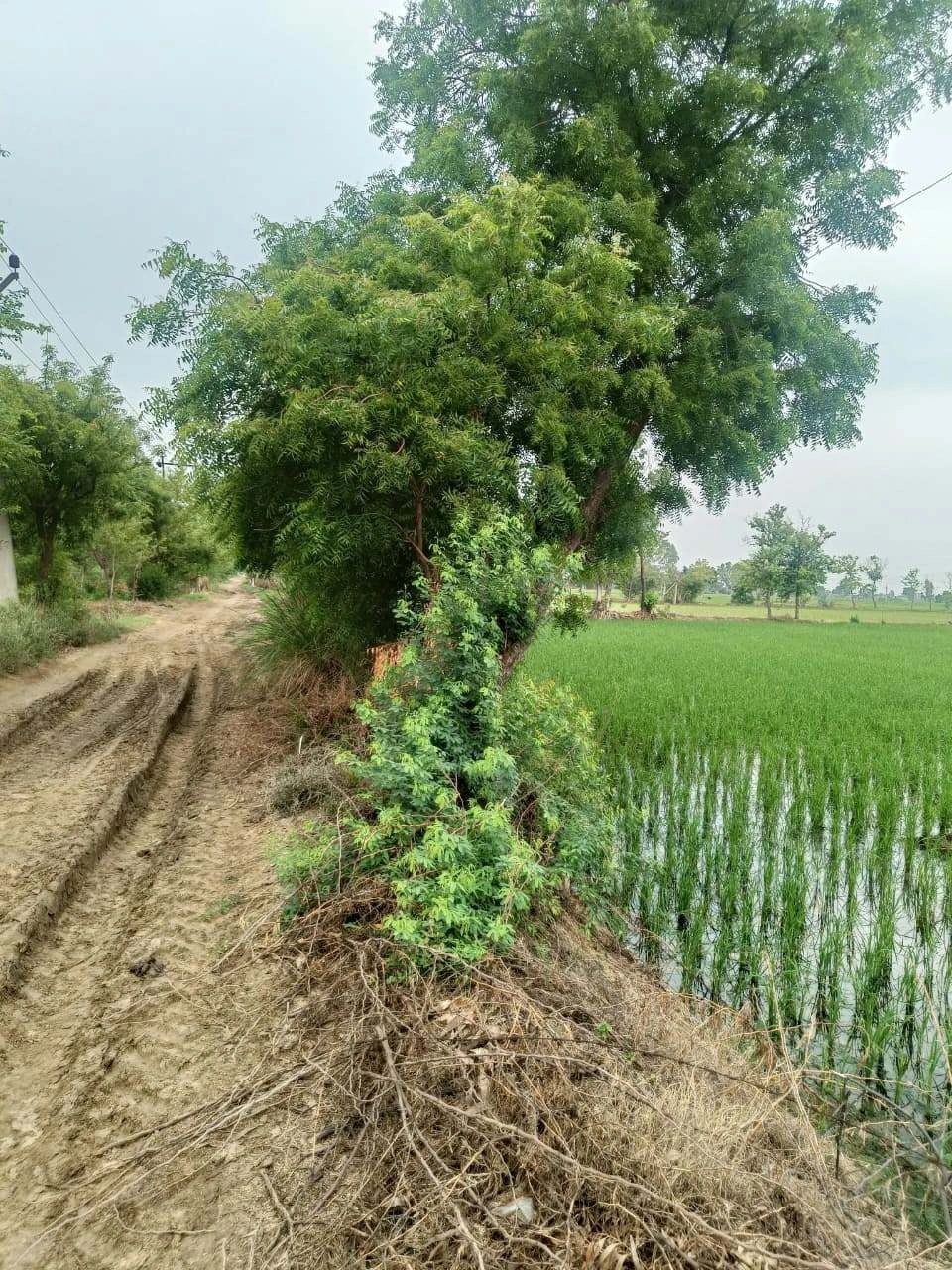 Bukharari, Mathura, Uttar Pradesh, India