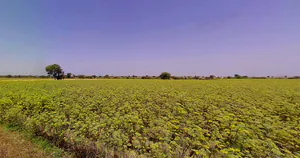 Sami, Gujarat 384245, India preview 2