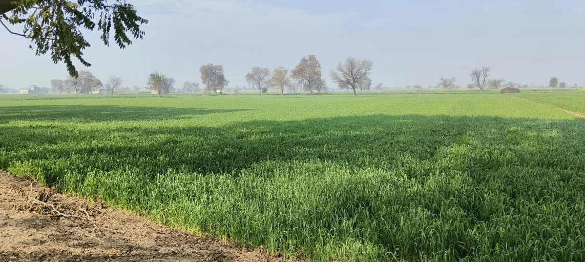 Suar, Uttar Pradesh 244924, India