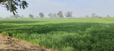 Suar, Uttar Pradesh 244924, India preview 2