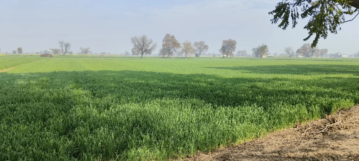 Barnagar, Madhya Pradesh 456771, India