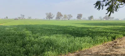 Barnagar, Madhya Pradesh 456771, India preview 2