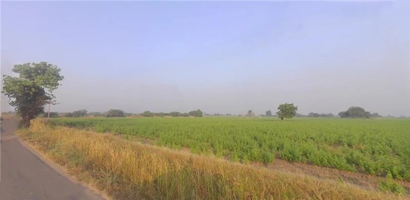 5XFF+P8 Kaliyana, Gujarat, India
