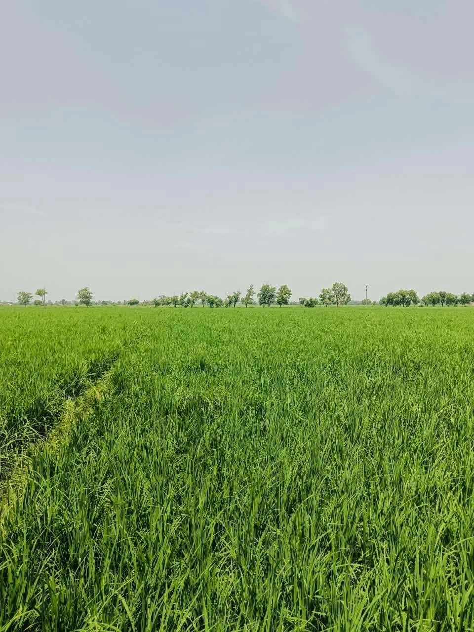 Thok Sumera, Aligarh, Uttar Pradesh 281206, India