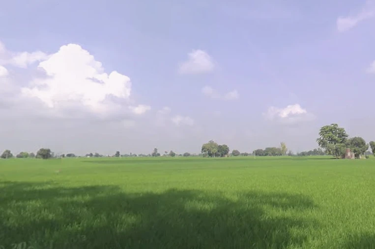 Nathuwala Jadid, Punjab 142053, India