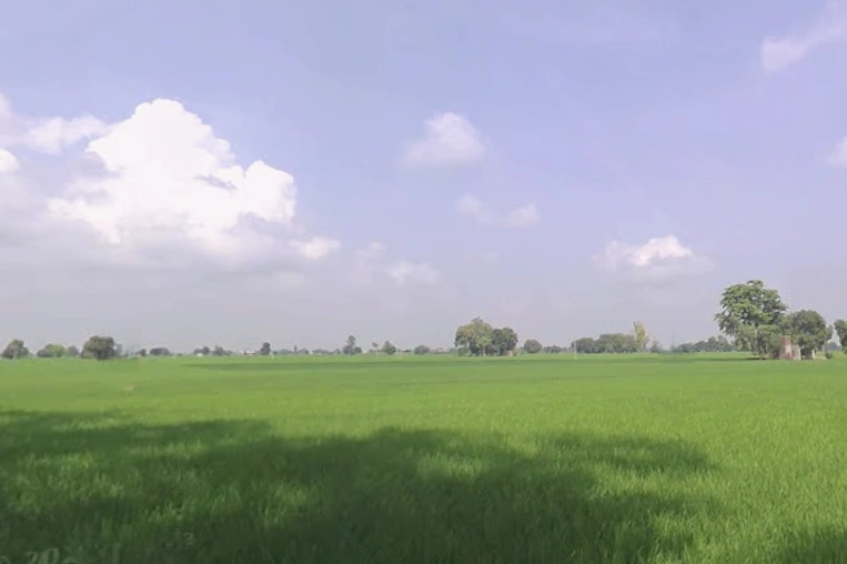 Nathuwala Jadid, Punjab 142053, India