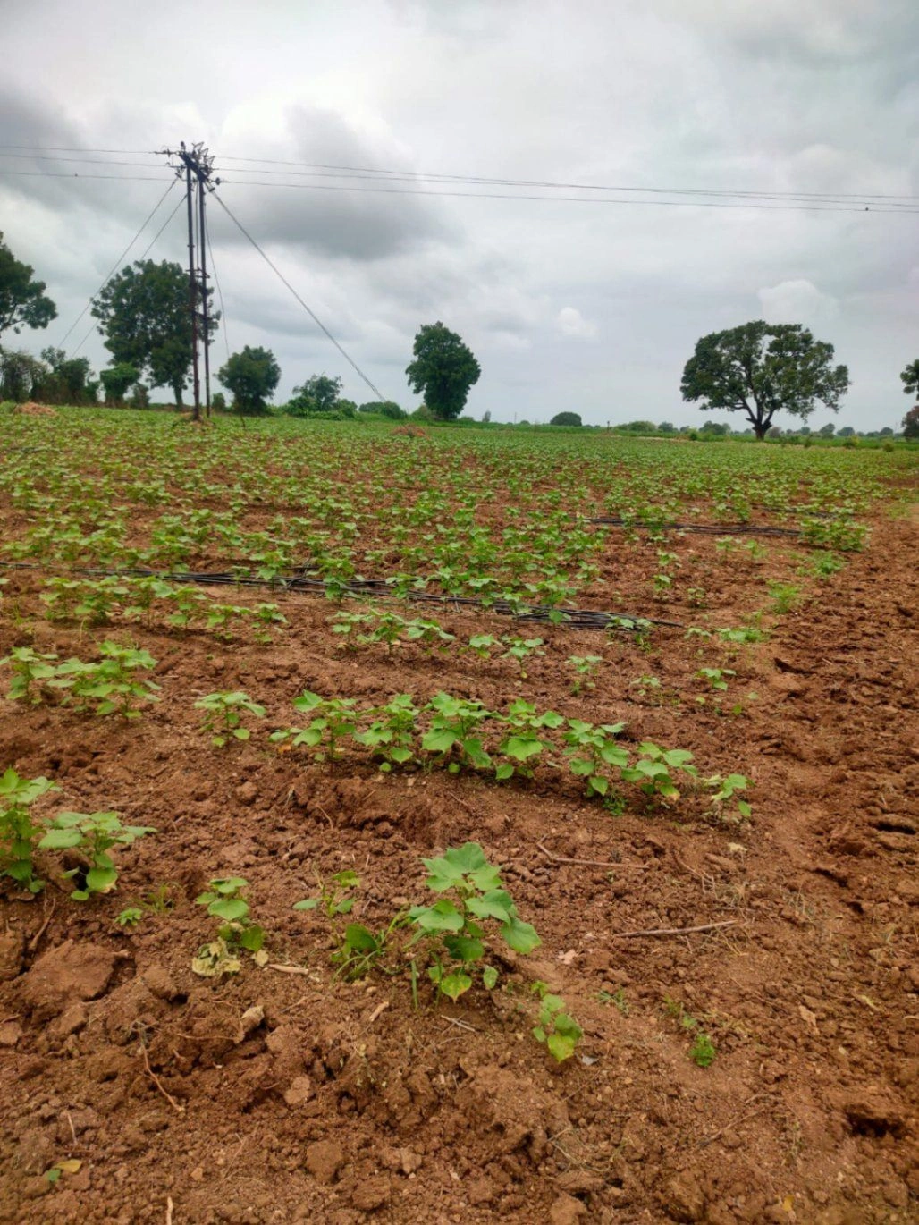J7P4+CQ4, Akola District, Borgaon, Maharashtra 444102, India