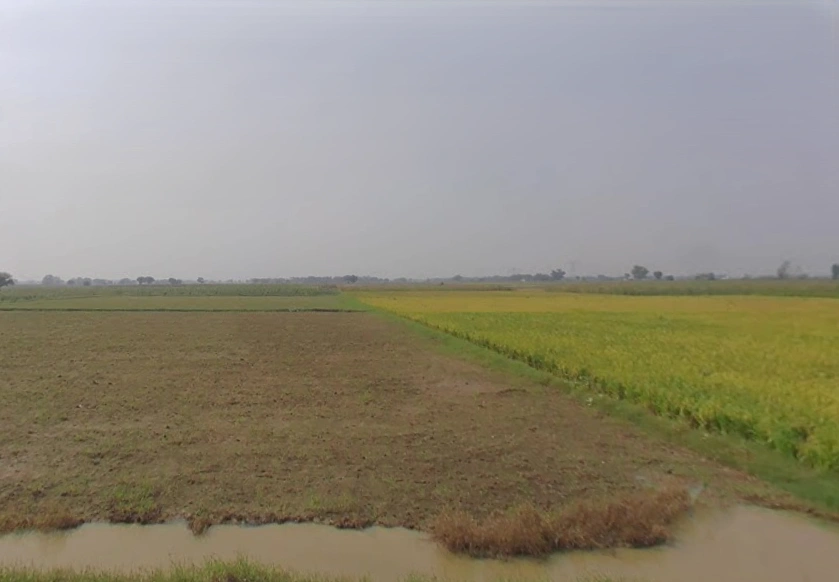 Jartauli, Uttar Pradesh 202137, India