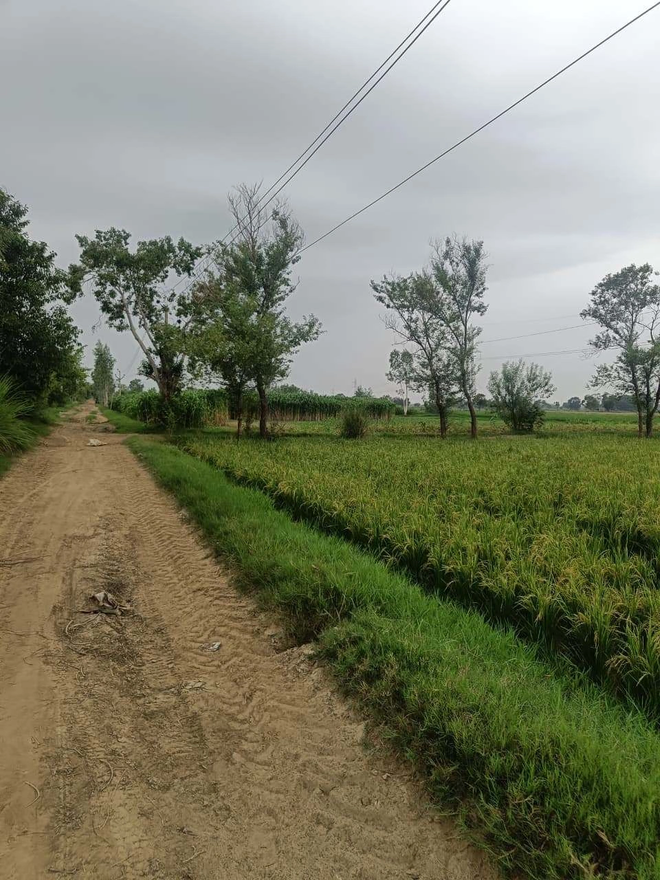 Bukharari, Mathura, Uttar Pradesh, India preview 3