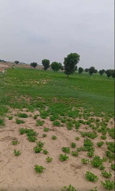 CR8Q+JWR, Mathura, Baldeo, Uttar Pradesh 281301, India