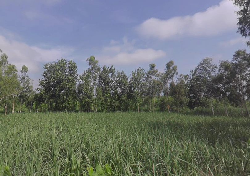 Sarsawa, Uttar Pradesh 247232, India