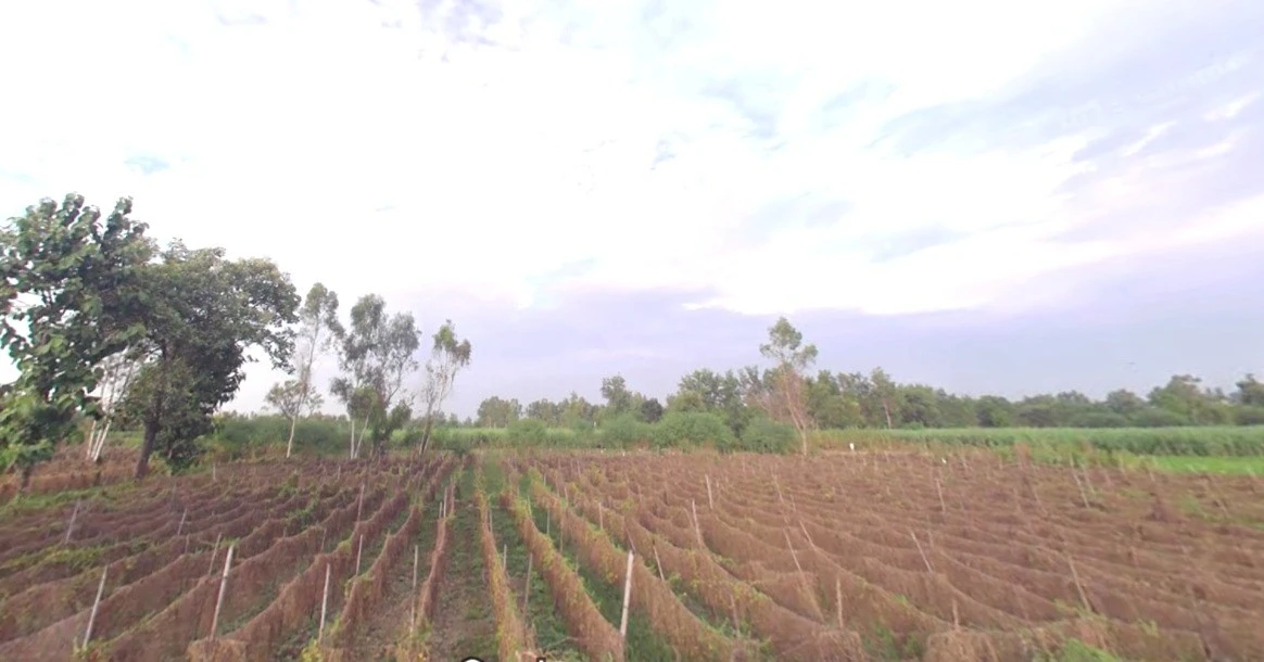 Kanadiya, Madhya Pradesh 452016, India