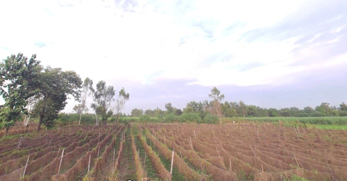 Kanadiya, Madhya Pradesh 452016, India
