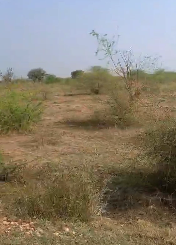 W7J7+47 Barh Chandrana, Rajasthan, India