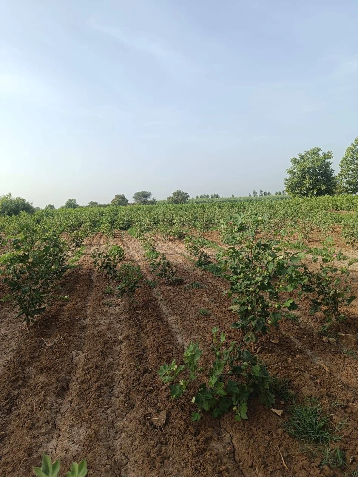 Adampur, Hisar, Haryana 125052, India