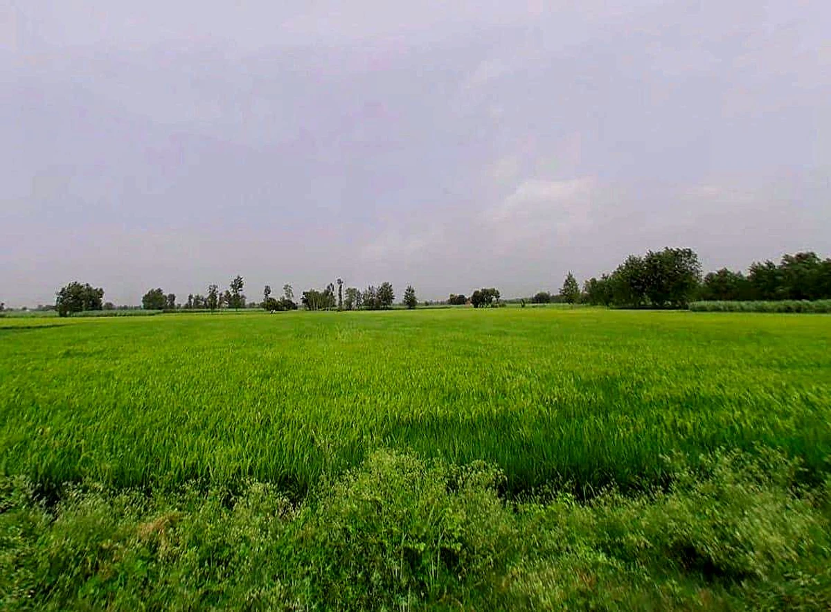 FR9Q+X3X, Kasampur, Rahkera, Uttar Pradesh 251308, India