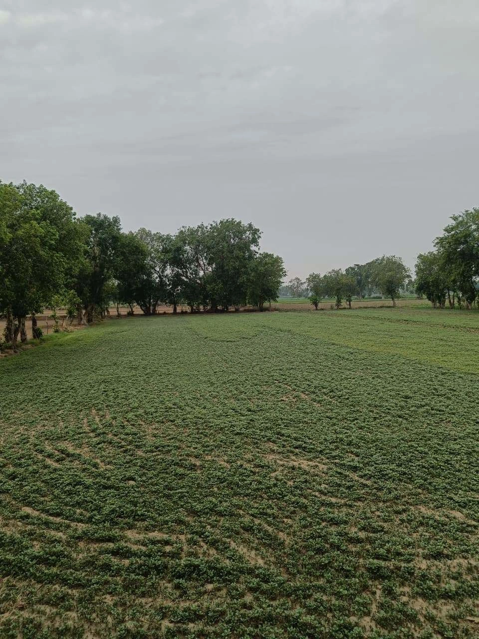 Adampur, Uttar Pradesh, India