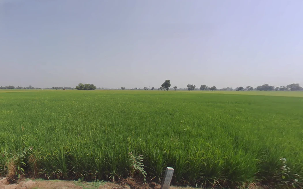 Ahlisadar, Haryana 125050, India