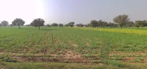 Mohanpura, Rajasthan, India preview 3