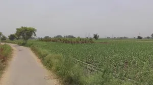 Daurala, Uttar Pradesh 250221, India preview 2