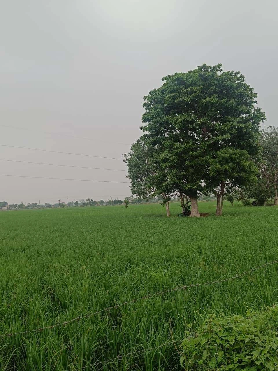 Bukharari, Mathura, Uttar Pradesh, India
