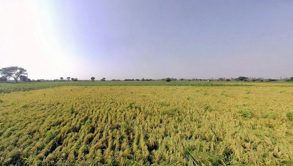 Tappal, Uttar Pradesh 202165, India