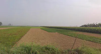 RCJ6+FJW, Gurdah, Shyamnagar, Kolkata, Bhatpara, West Bengal 743127, India preview 3