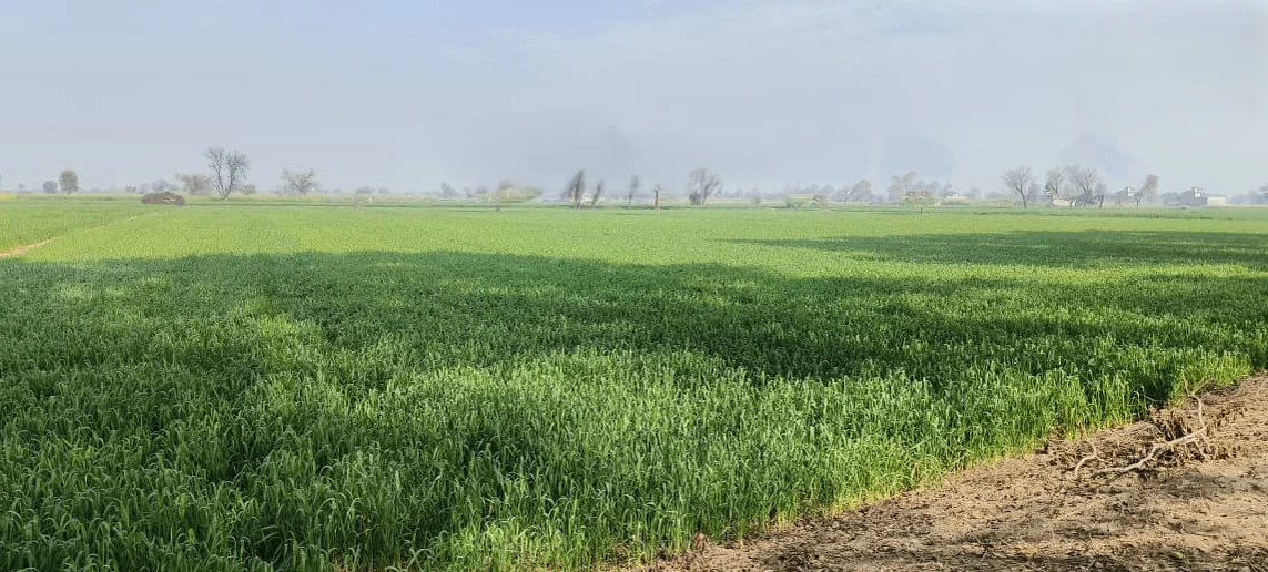Talwandi Rana, Haryana 125005, India
