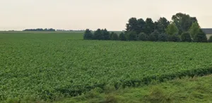 Sasabarad, Madhya Pradesh 451228, India preview 2