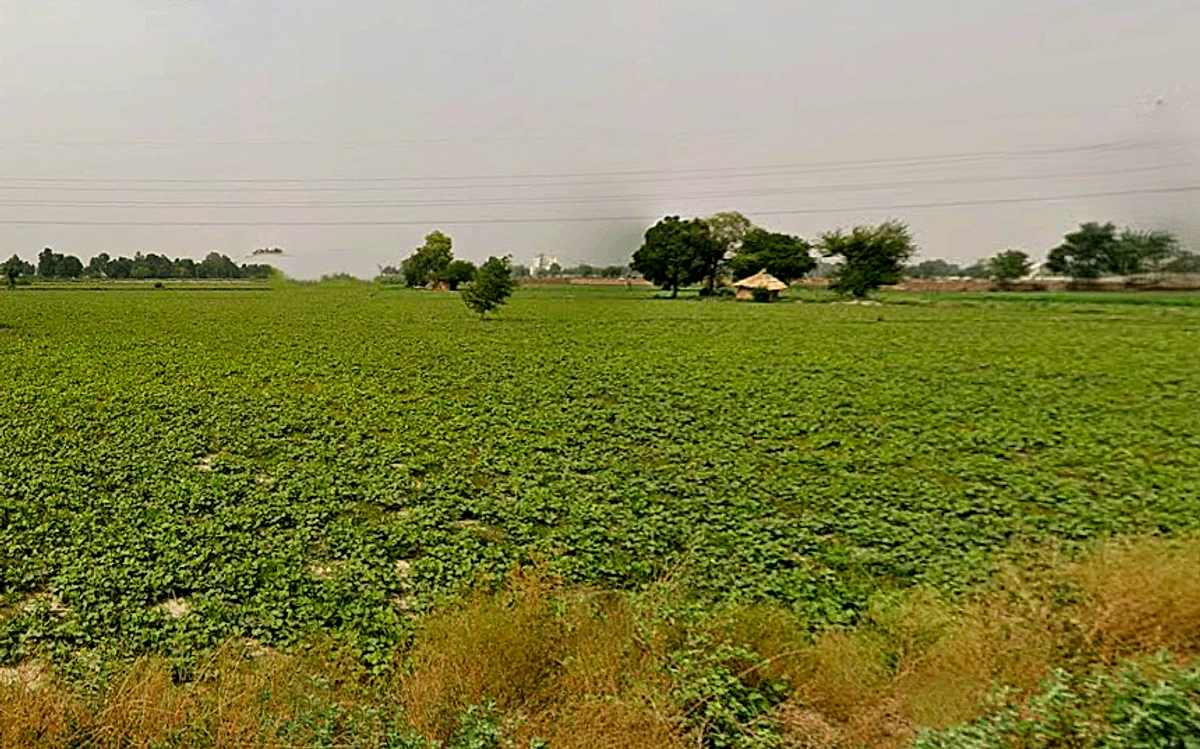 HJ5C+8GM, Chhatikara, Uttar Pradesh 281504, India