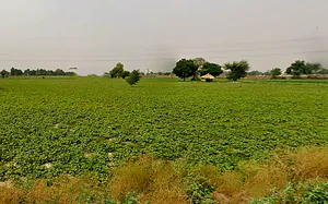 HJ5C+8GM, Chhatikara, Uttar Pradesh 281504, India preview 3