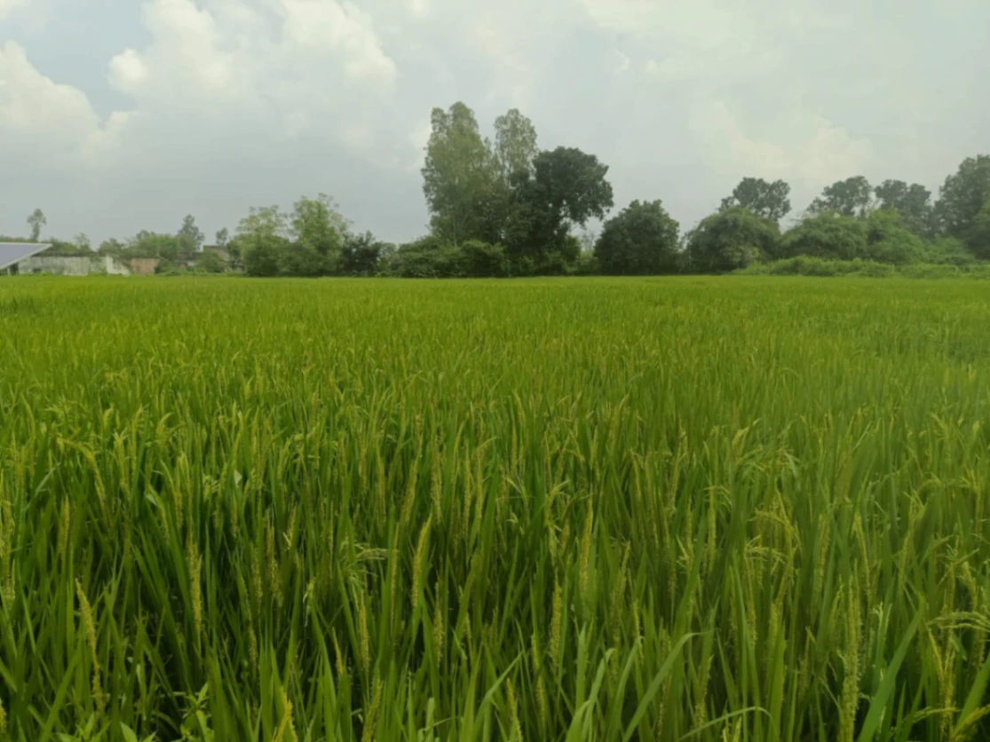 P2P8+4PG, Panna, Madla, Madhya Pradesh 488001, India