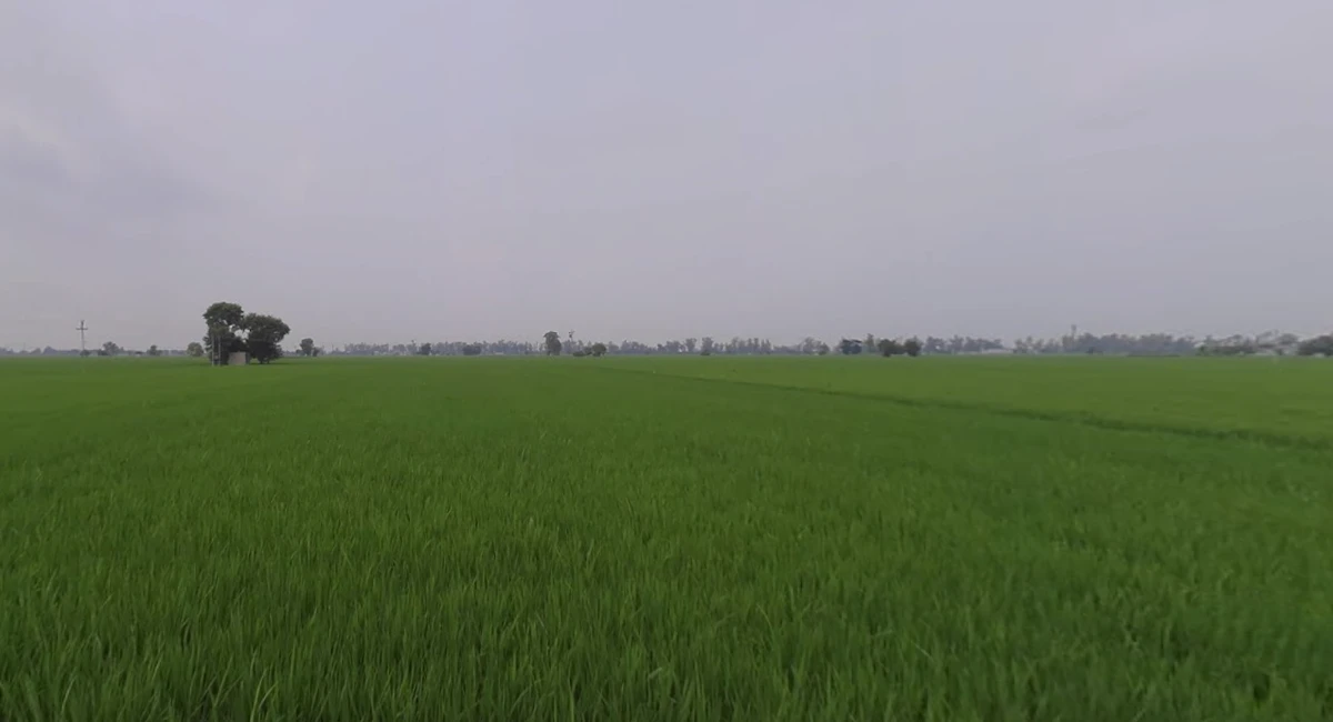 8Q9R+35 Rajkot, Gujarat, India