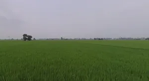 8Q9R+35 Rajkot, Gujarat, India preview 3