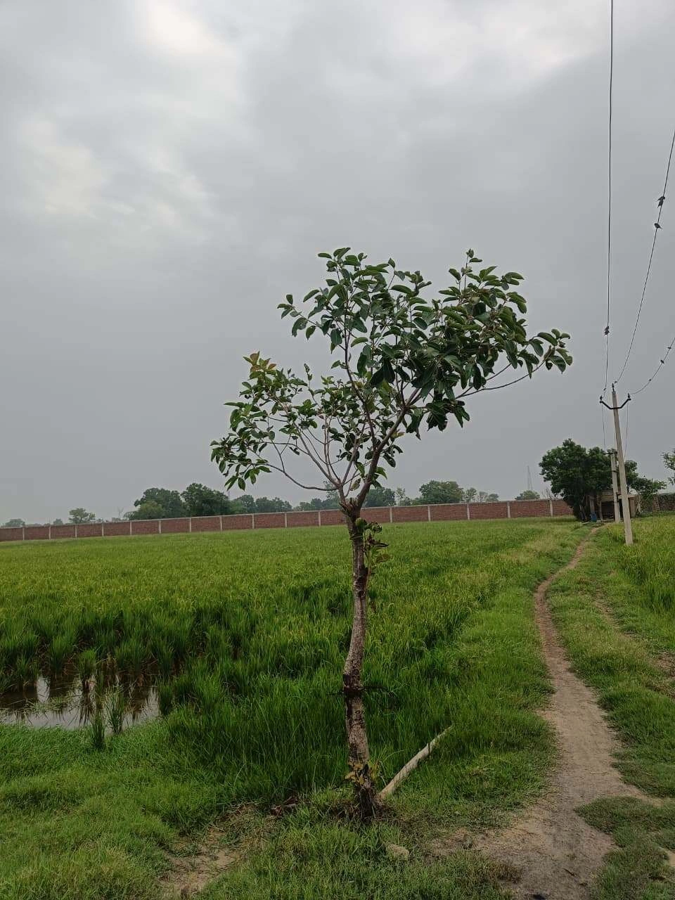Adampur, Uttar Pradesh, India