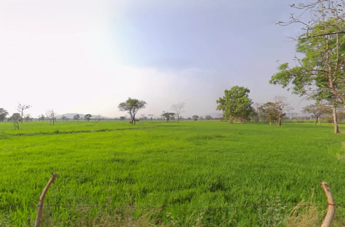 Gadamore, Chhattisgarh 491337, India