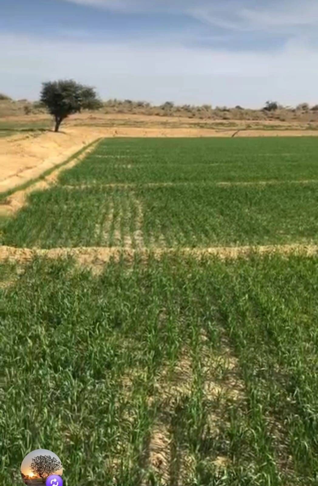 Suratgarh, Rajasthan 335804, India
