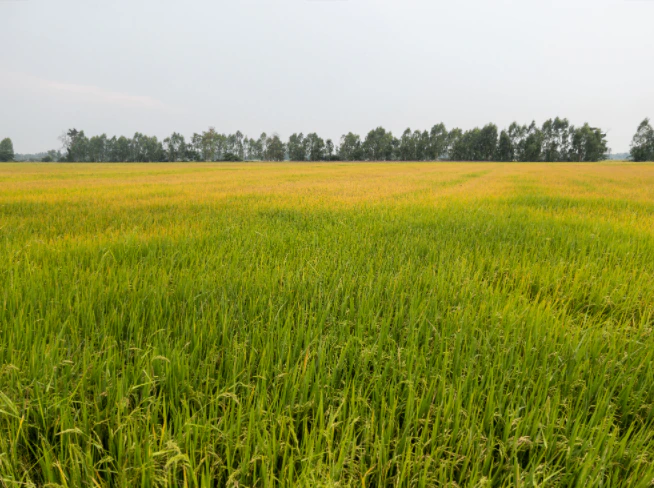 Atrauli, Uttar Pradesh, India