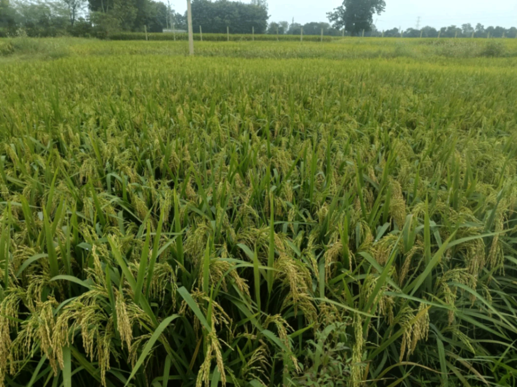 Mawana, Meerut, Uttar Pradesh, India - Photo 3