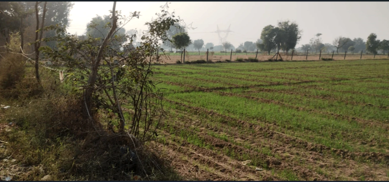 Kiloda, Shajapur, Madhya Pradesh 465227, India