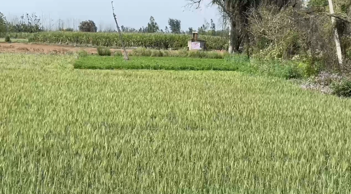 666J+FC2, Chandpur - Bijnor Rd, Ravati, Uttar Pradesh 246725, India