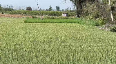666J+FC2, Chandpur - Bijnor Rd, Ravati, Uttar Pradesh 246725, India preview 3