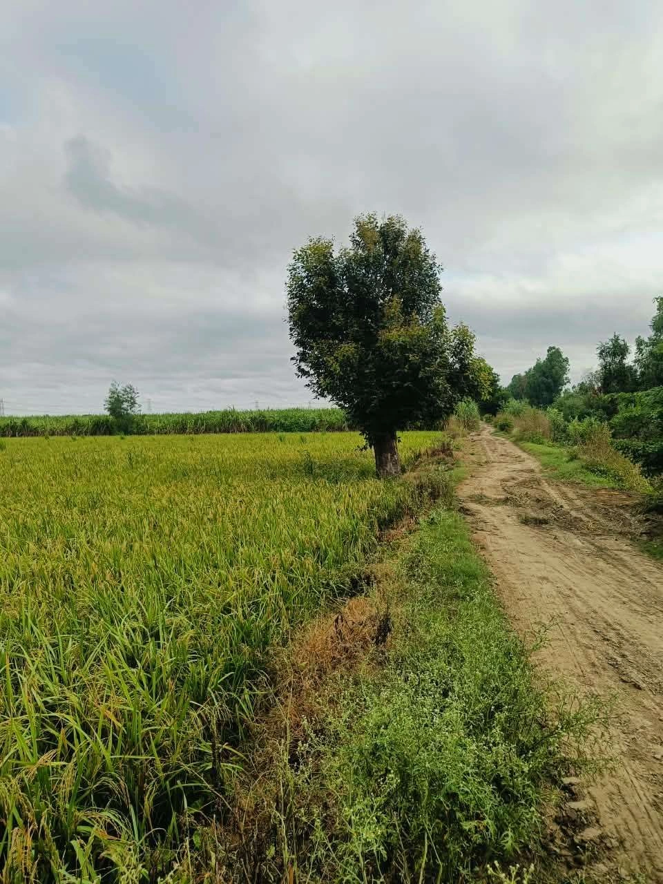 Bheema, Mathura, Uttar Pradesh 281204, India