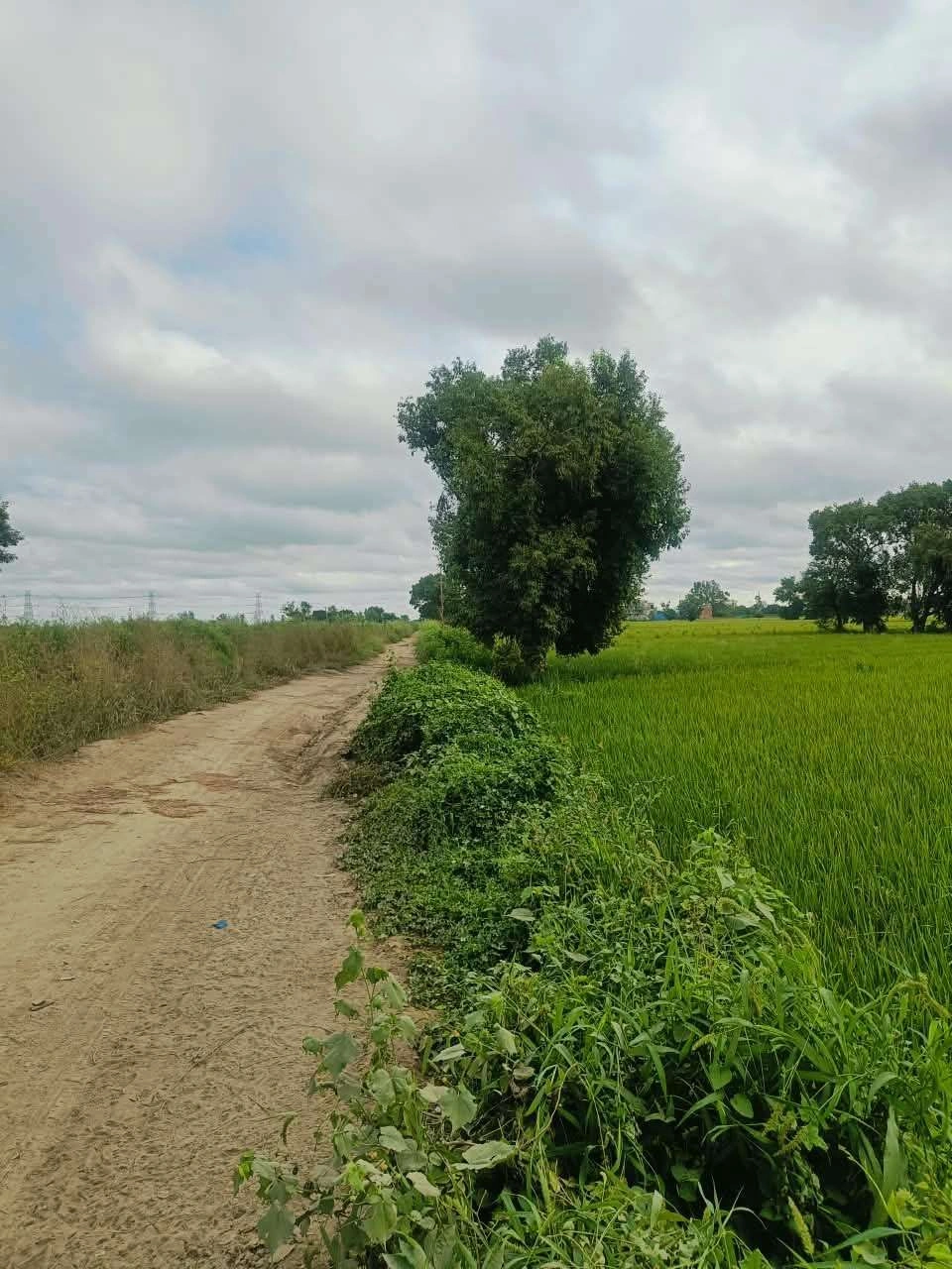 Malhu, Mathura, Uttar Pradesh 281123, India