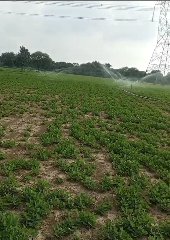Khiri, Chhatarpur, Madhya Pradesh 471411, India